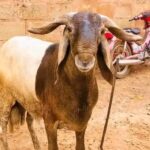 Ram for sale Gallery Image